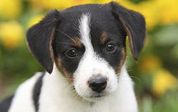 Bañan a perros en alquitrán y los dejan pegados al suelo: Brutal maltrato en Rumania