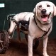 Fundación Chile Mestizo en campaña para seguir ayudando a los perritos que más lo necesitan