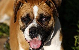 10 consejos valiosos para mantener el equilibrio de nuestro perro