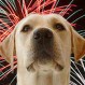 ¿Cómo aliviar a nuestras mascotas ante el pánico por los fuegos artificiales?
