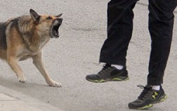 ¿Por qué un perro puede atacar a una persona? 8 razones para tener en cuenta
