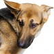 Endogamia: Los dramáticos efectos en las razas por la cruza indiscriminada de perros