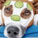 El gran riesgo de humanizar a nuestras mascotas: Errores comunes que afectan la conviviencia