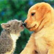 Gatos vs. Perros: ¿Quién domina a quién?