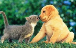 Gatos vs. Perros: ¿Quién domina a quién?