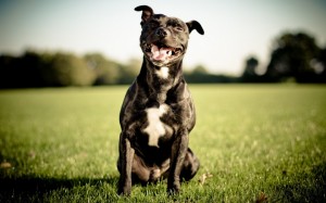 estigma perros