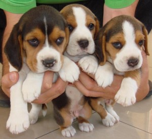 beagle_cachorros
