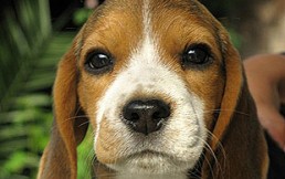 Cachorros: Las claves de su desarrollo psicológico