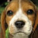 Cachorros: Las claves de su desarrollo psicológico