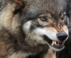 lobo