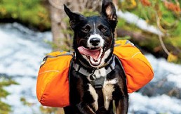 7 consejos para hacer ejercicio con tu perro en verano
