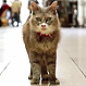 Esos locos japoneses: ciudad crea un Street View para gatos