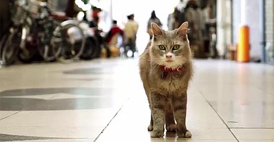 Street-View-gatos-f