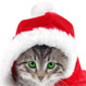 Comercial promueve disculparse por disfrazar a los gatos en Navidad