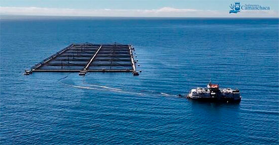 Salmones-Camanchaca-1