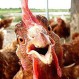 Tuiteros enojados por empresario que descarta beneficios de tener “gallinas felices”