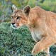 Puma deambulando en Providencia y Ñuñoa genera amplio operativo de seguridad para controlarlo