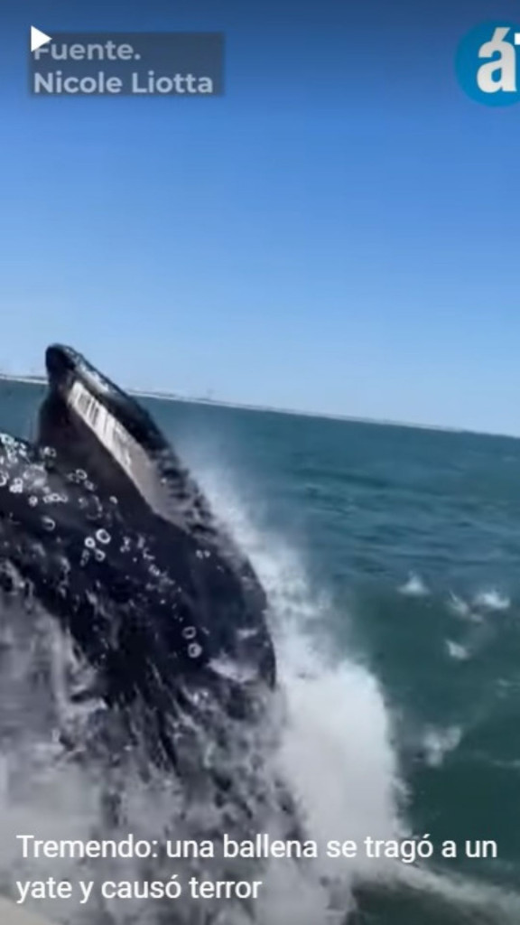 ballena yate
