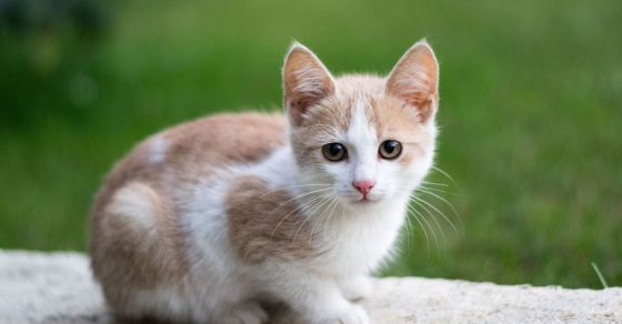 gato
