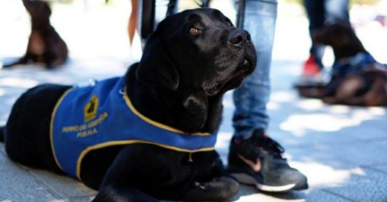 perro apoyo