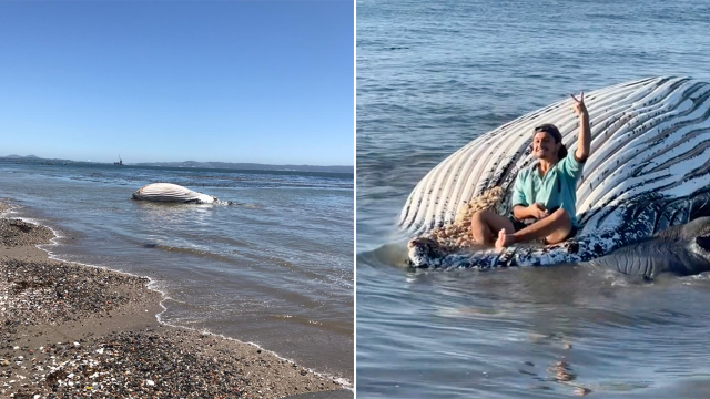 El sujeto sentado sobre la ballena.