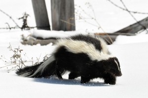 Striped_Skunk_(Mephitis_mephitis)_DSC_0030