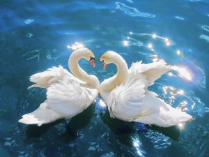 SwansCygnus_olor_edit2