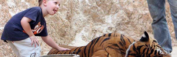 Tigres en Tailandia: Un Ritalín para Zucaritas