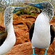 Galápagos: Una maravilla de la naturaleza que hay que conocer