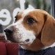 ¡Bienvenidos los perros!: La nueva moda de los pub ingleses