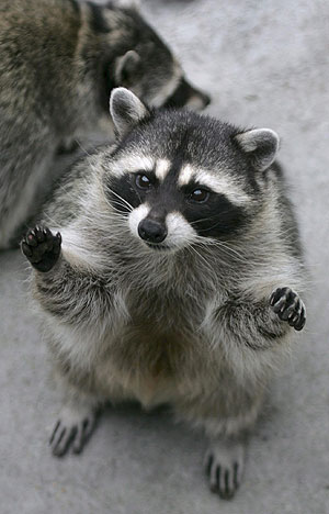 Mapaches Mapaches