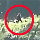 ¿”Pie Grande” visto en Canadá? Graban video atribuido a la legendaria bestia