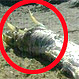 Monstruo marino que apareció en playa española intriga a científicos