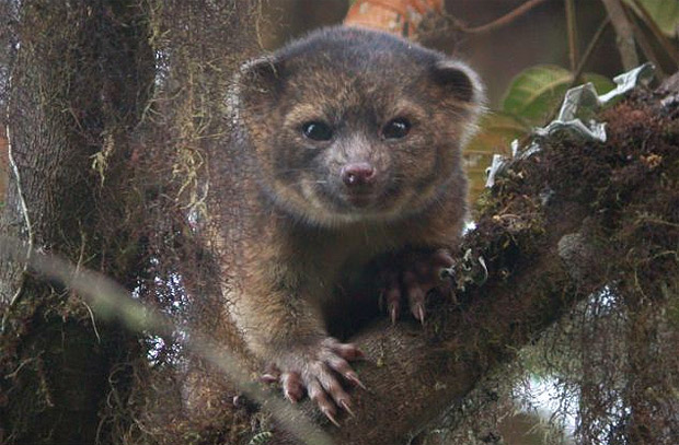 Olinguito Olinguito