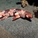 Tiburón que “camina”: Increíble descubrimiento científico