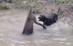 El chocante momento en que un canguro trata de ahogar a un perro