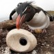 Cámara oculta en un huevo graba impresionantes imágenes de aves rapaces y colonia de pingüinos