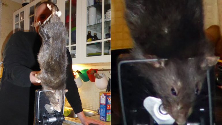 Rata Gigante Suecia Rata Gigante Suecia