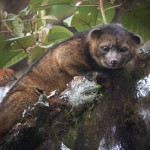 Olinguito nuevo animal