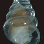 nueva especie de caracol