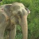 Elefante conmueve con llanto al ser liberado luego de 50 años de sufrimiento