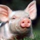 Fotos: Nace un cerdo con ocho patas en China