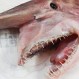 Capturan a un incríble tiburón de más de 70 millones de años