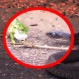 Camaleón enfrenta a serpiente en feroz batalla de sobrevivencia: ¿Quién gana?