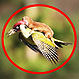 ¿Qué hace un pájaro volando con una comadreja en la espalda? Fotos de la extraña escena revolucionan las redes