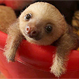 Animales tan pequeños que caben en la palma de la mano: 10 increíbles fotos