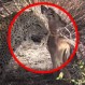 Este leopardo se encontró con un impala bebé y lo que ocurrió después sorprendió a todos
