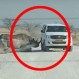 Rinoceronte embiste ferozmente a un vehículo de turistas: Impactante video
