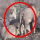 Búfalo cazado por 5 leones consigue una milagrosa segunda oportunidad: No podrás creerlo