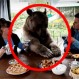 ¿Es posible vivir con un oso gigante de 140 kilos? Estos rusos aseguran que sí